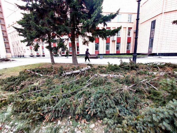 Упали все елочки: последствия урагана у театра драмы в Барнауле.