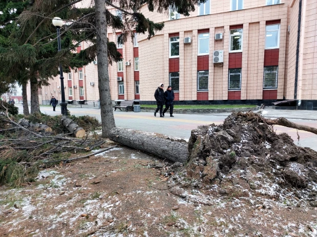 Упали все елочки: последствия урагана у театра драмы в Барнауле.