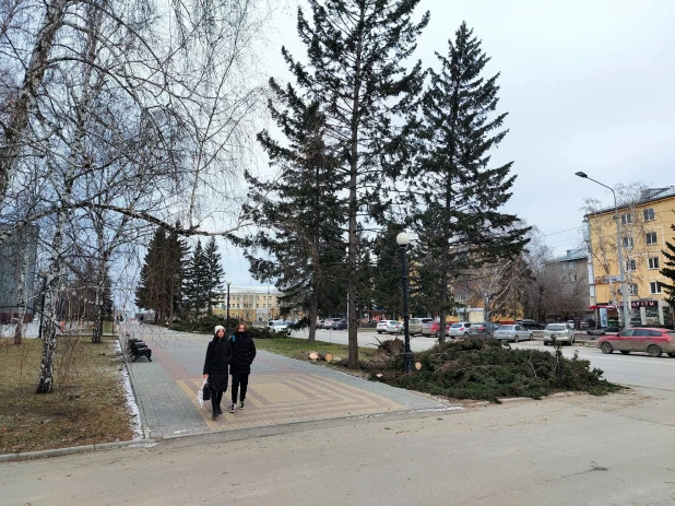 Упали все елочки: последствия урагана у театра драмы в Барнауле.