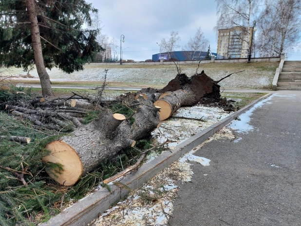 Упали все елочки: последствия урагана у театра драмы в Барнауле.