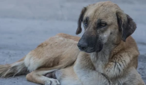 Бродячая собака.