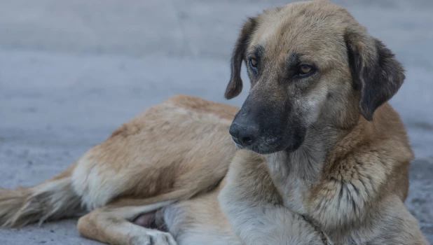 Бродячая собака.