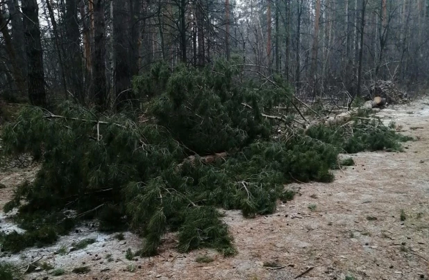 Расчистка Трассы здоровья после урагана. 