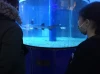 Выставка рыб чебоксары мегамолл. Выставка рыб. Выставка рыб в Бийске 2021. Выставка рыб Стерлитамак. Выставка рыб в Прокопьевске.
