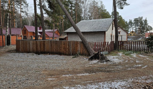 Барнаульцы жалуются на повисшее дерево, которое вырвало во время урагана. 