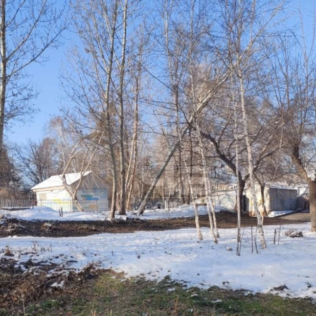 Барнаульцы обеспокоены деревом, которое повисло возле входа в школу. 