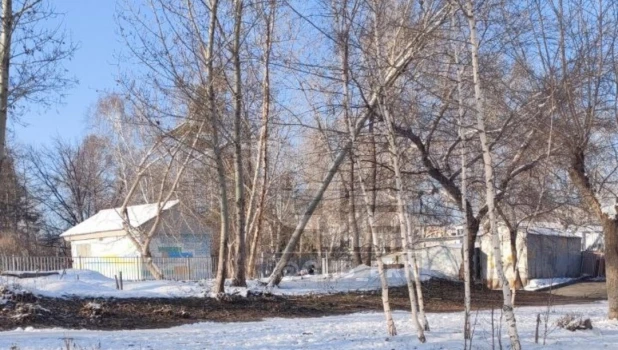 Барнаульцы обеспокоены деревом, которое повисло возле входа в школу. 