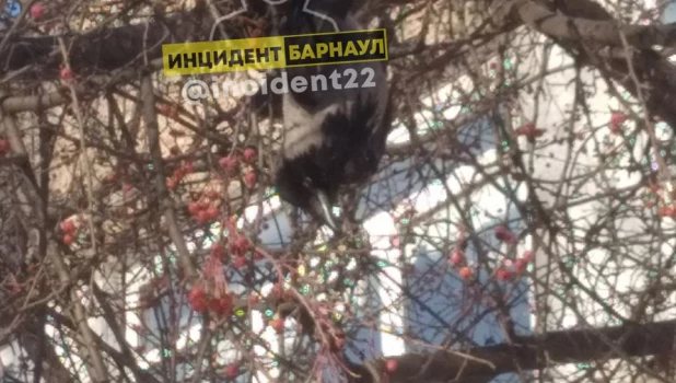 Птица примерзла к дереву в Барнауле