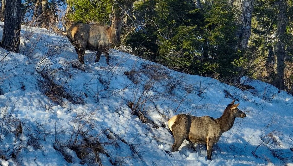 Маралы в Алтайском биосферном заповеднике.