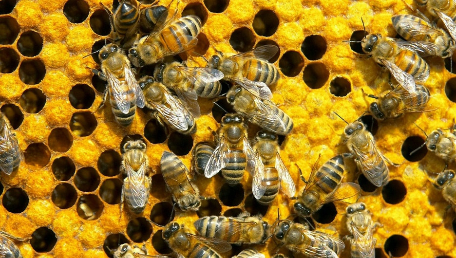 В Бийском районе суд взыскал с фермера 7 млн рублей за массовый мор пчел