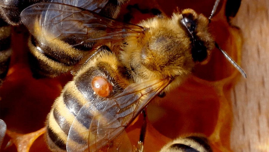 Медоносная пчела, страдающая от клеща-паразита.