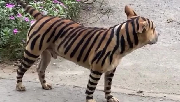 Необычный тигр из Таиланда