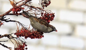 Рябина в этом году уродилась, а значит, воробьи будут сыты. 