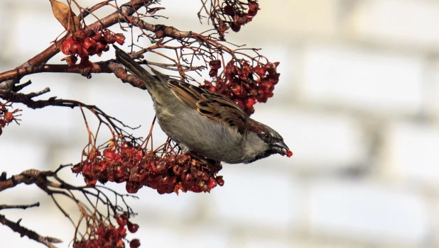 Рябина в этом году уродилась, а значит, воробьи будут сыты. 