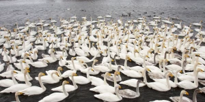 Лебединый заказник.