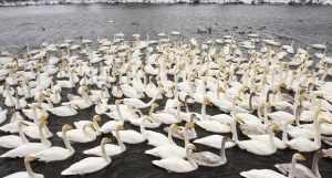 Лебединый заказник.