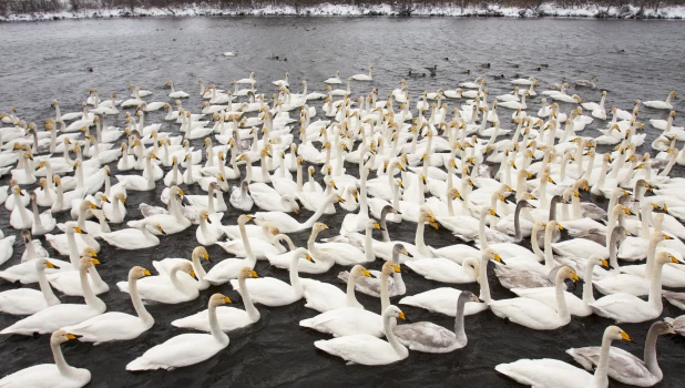 Лебединый заказник.