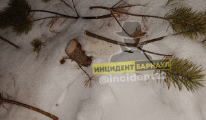 В Алтайском крае срубили маленькую елочку.