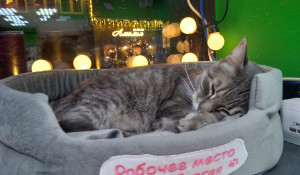 Пушистый "сотрудник" сети местных магазинов кот Сергей