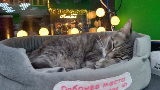 Пушистый "сотрудник" сети местных магазинов кот Сергей