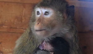 Новорожденные в барнаульском зоопарке
