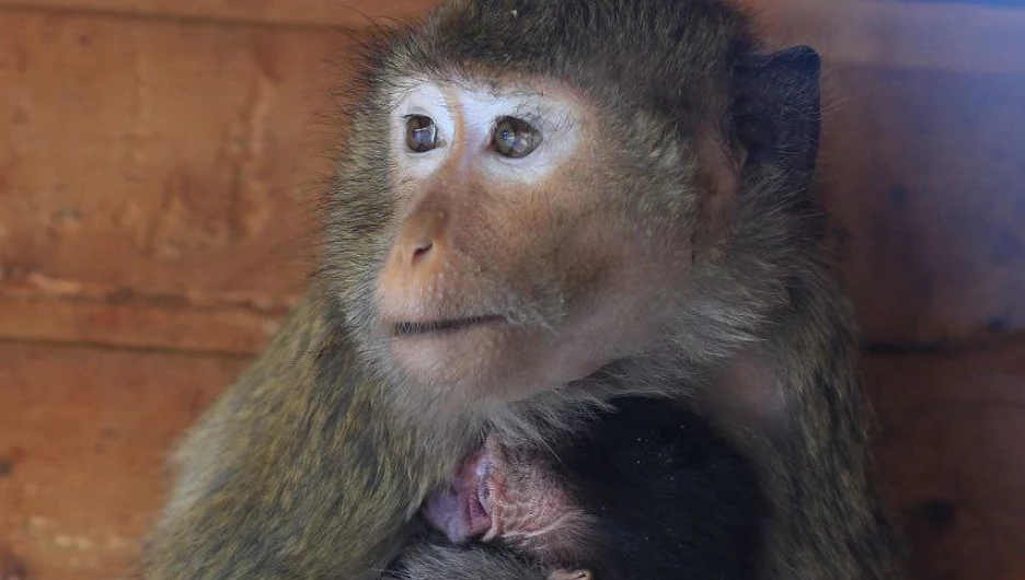 Козлята и обезьянка родились в барнаульском зоопарке