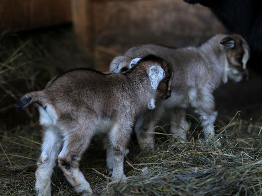 Новорожденные козлята в Барнаульском зоопарке: двое камерунских.