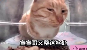 Кот ест из кормушки в Китае.