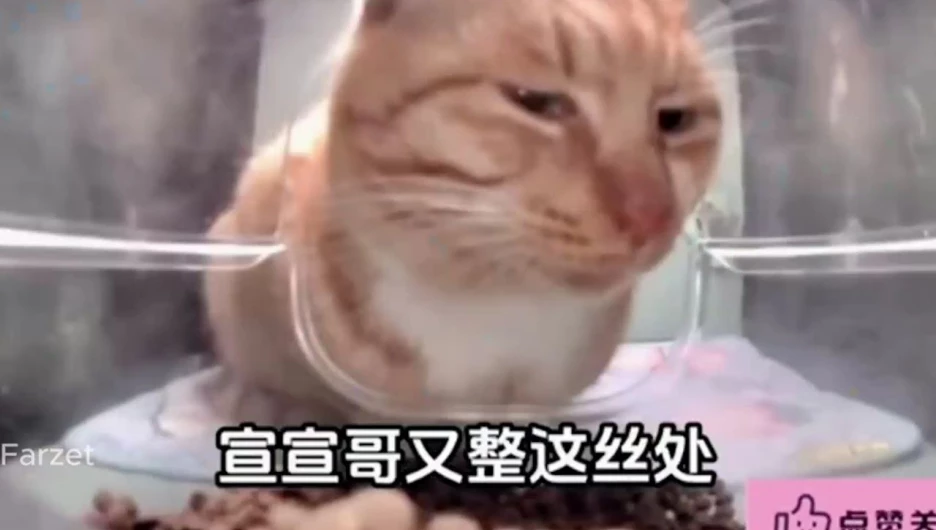Кот ест из кормушки в Китае.