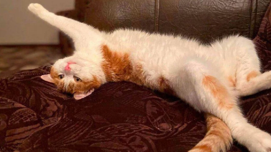 Кот Твикс