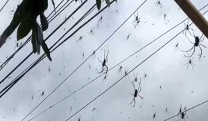 Нашествие пауков на Бали. 