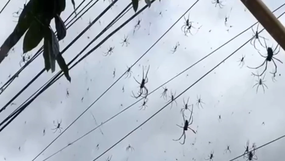 Нашествие пауков на Бали. 