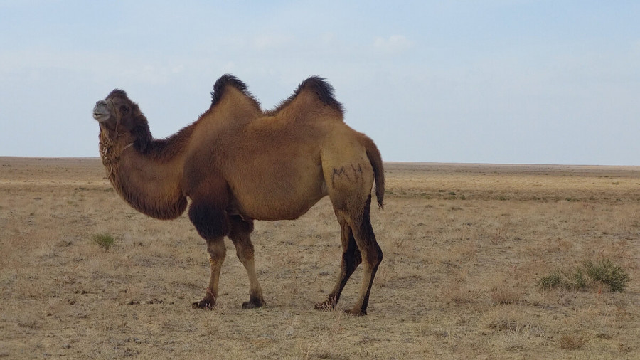 Казахстанские степи. Верблюд.