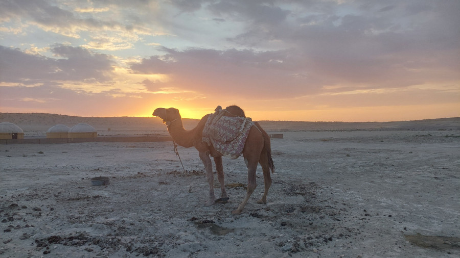 Туркменистан, верблюд.