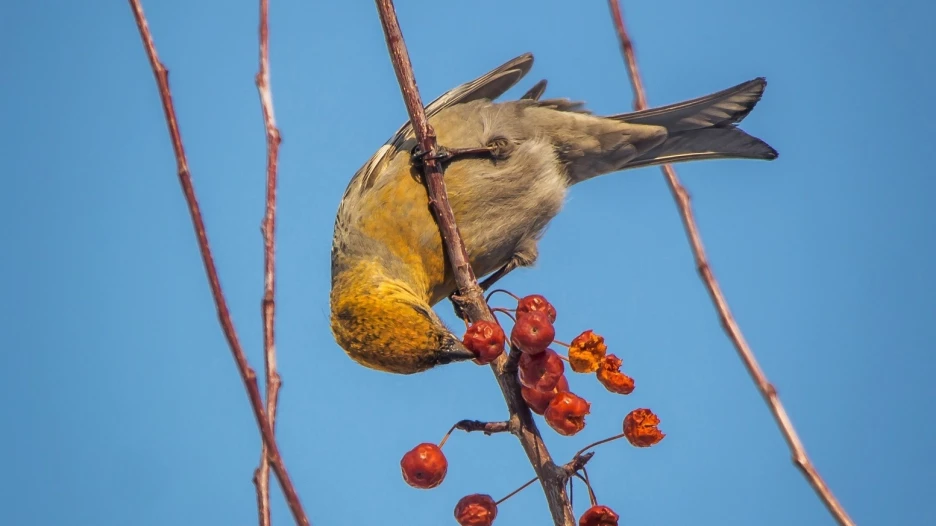 Щуры в Барнауле. 