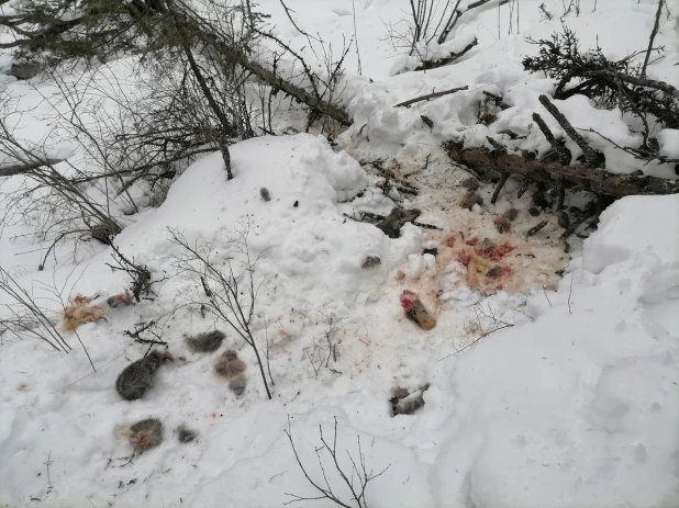 Зимний поход к водопадам на реке Шинок.