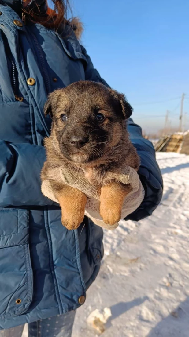 Щенок из парка "Изумрудный"