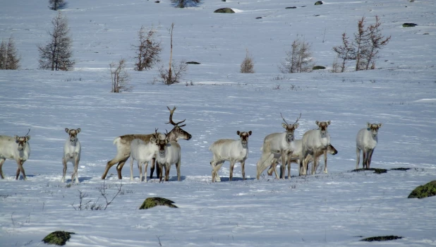 Северные олени. 