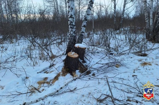 Браконьер спилил березы. 