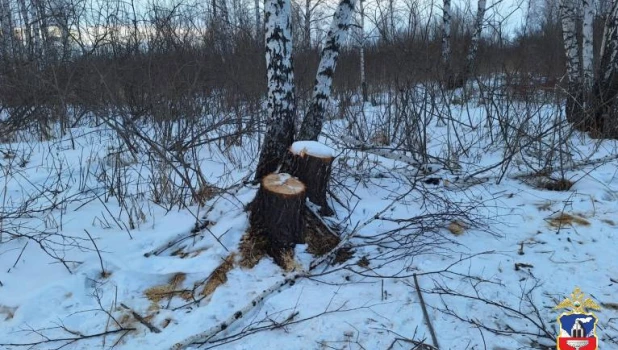 Браконьер спилил березы. 