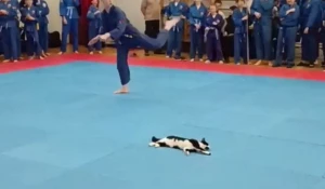 Кот уснул на соревнованиях по боевым искусствам