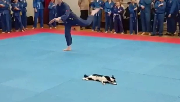 Кот уснул на соревнованиях по боевым искусствам