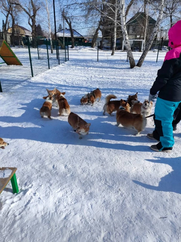 Корги-встреча.