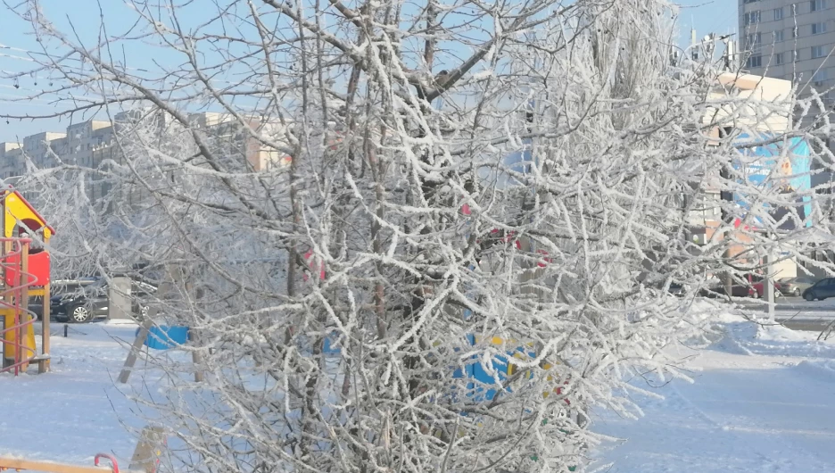 Барнаульские улицы покрылись красивым снежком, а деревья сверкают алмазами.