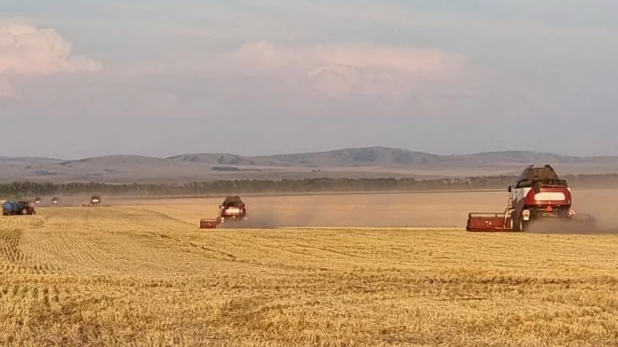 Уборка пивоваренного ячменя в Курьинском районе.