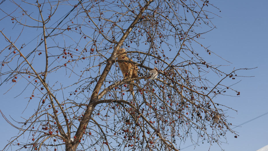 Коты прилетели. Как Барнаул провожает последние дни зимы — фоторепортаж