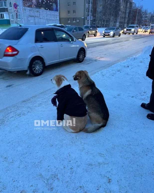 Нарядная собака из Сургута. 