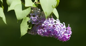 Весна в Алтайском крае. 