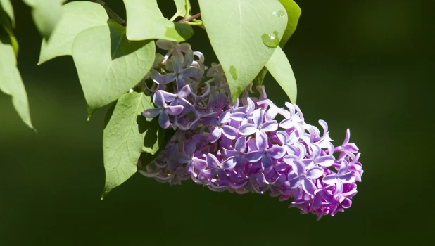 Весна в Алтайском крае. 