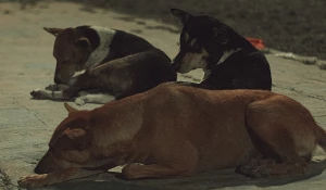 Собака. Опасность.